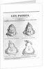 Les Poires by Charles Philipon
