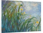 The Yellow Iris by Claude Monet