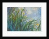 The Yellow Iris by Claude Monet