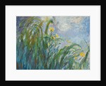 The Yellow Iris by Claude Monet