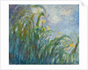 The Yellow Iris by Claude Monet