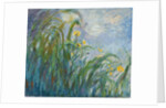 The Yellow Iris by Claude Monet