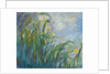 The Yellow Iris by Claude Monet