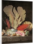 Seaweed, Lithophytes and Seashells by Anne Vallayer-Coster