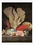 Seaweed, Lithophytes and Seashells by Anne Vallayer-Coster