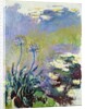 The Agapanthus, 1914-17 by Claude Monet