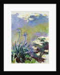 The Agapanthus, 1914-17 by Claude Monet