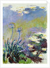The Agapanthus, 1914-17 by Claude Monet