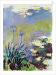 The Agapanthus, 1914-17 by Claude Monet