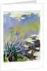 The Agapanthus, 1914-17 by Claude Monet