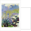 The Agapanthus, 1914-17 by Claude Monet