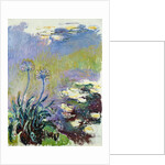 The Agapanthus, 1914-17 by Claude Monet