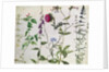Eight Studies of Wild Flowers, 16th century by Hans Hoffmann