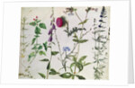 Eight Studies of Wild Flowers, 16th century by Hans Hoffmann