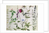 Eight Studies of Wild Flowers, 16th century by Hans Hoffmann