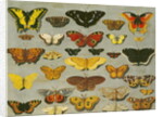 Butterflies by Flemish School