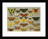 Butterflies by Flemish School