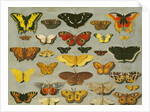 Butterflies by Flemish School