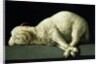 Agnus Dei, c.1635-40 by Francisco de Zurbaran