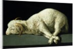 Agnus Dei, c.1635-40 by Francisco de Zurbaran