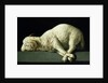 Agnus Dei, c.1635-40 by Francisco de Zurbaran