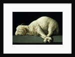 Agnus Dei, c.1635-40 by Francisco de Zurbaran
