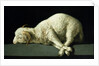 Agnus Dei, c.1635-40 by Francisco de Zurbaran