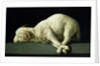 Agnus Dei, c.1635-40 by Francisco de Zurbaran
