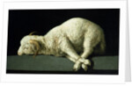 Agnus Dei, c.1635-40 by Francisco de Zurbaran