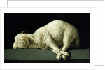 Agnus Dei, c.1635-40 by Francisco de Zurbaran