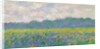 Field of Yellow Irises at Giverny, 1887 by Claude Monet