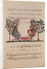 Making Lead, page from an Arabic edition of the treaty of Dioscorides, 'De Materia Medica', 1222 by Islamic School