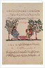 Making Lead, page from an Arabic edition of the treaty of Dioscorides, 'De Materia Medica', 1222 by Islamic School