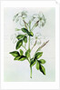 Fol.30 Jasmine by Nicolas Robert