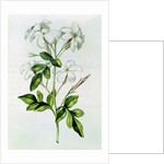 Fol.30 Jasmine by Nicolas Robert