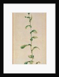 A Tobacco Plant by Albrecht Dürer or Duerer