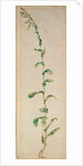 A Tobacco Plant by Albrecht Dürer or Duerer
