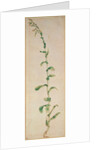 A Tobacco Plant by Albrecht Dürer or Duerer