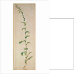 A Tobacco Plant by Albrecht Dürer or Duerer