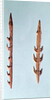 Two Harpoons, Upper Paleolithic Period, 35000-10000 BC by Prehistoric Prehistoric