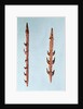 Two Harpoons, Upper Paleolithic Period, 35000-10000 BC by Prehistoric Prehistoric