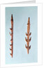 Two Harpoons, Upper Paleolithic Period, 35000-10000 BC by Prehistoric Prehistoric