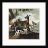 A Deer Chased by Dogs, 1725 by Jean-Baptiste Oudry