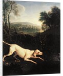 Louis XIV's Dog, Tane by Alexandre-Francois Desportes