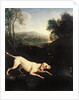 Louis XIV's Dog, Tane by Alexandre-Francois Desportes
