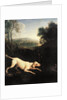 Louis XIV's Dog, Tane by Alexandre-Francois Desportes