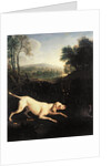 Louis XIV's Dog, Tane by Alexandre-Francois Desportes