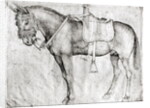 Mule by Antonio Pisanello