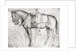 Mule by Antonio Pisanello