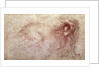 Sketch of a roaring lion by Leonardo da Vinci